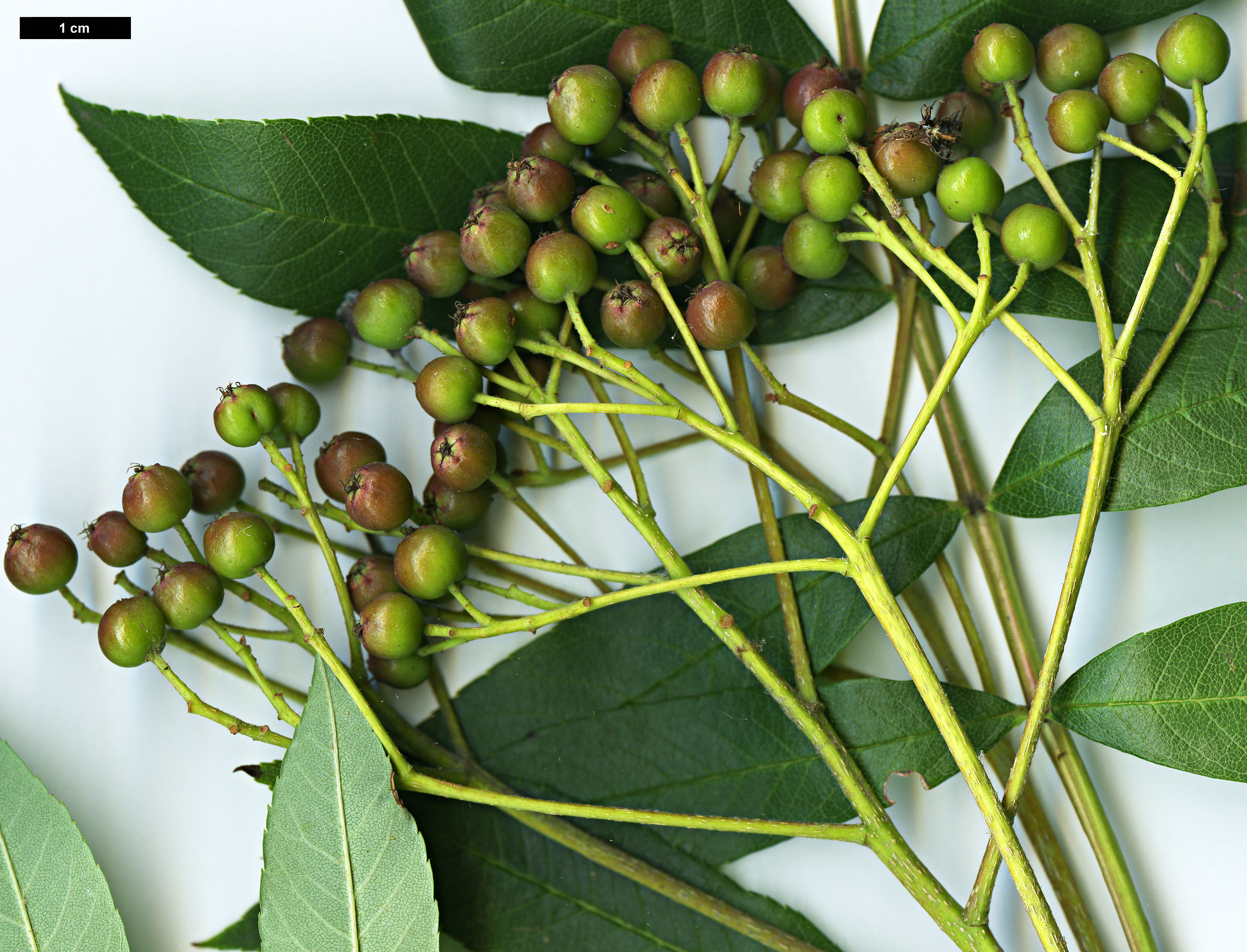 High resolution image: Family: Rosaceae - Genus: Sorbus - Taxon: wilsoniana